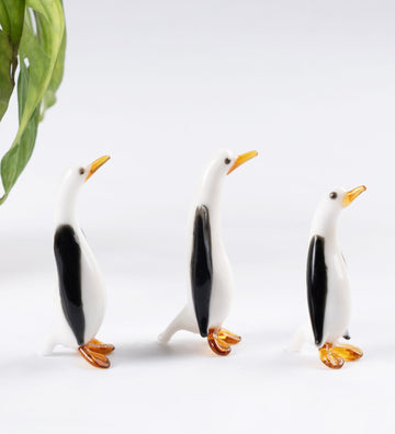 Glass Penguin