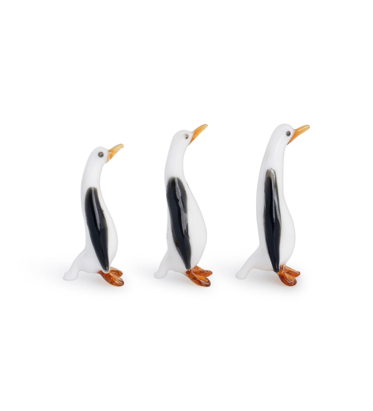 Glass Penguin